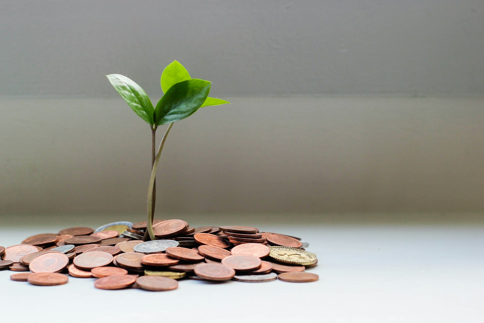 Green plant on brown round coins — photo by micheile henderson on Unsplash